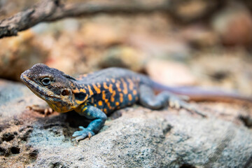  red-barred dragon (Ctenophorus vadnappa) is a species of agamid lizard occurring in rocky outcrops and ranges in semi-arid to arid South Australia.