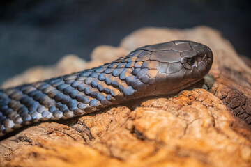 The tiger snake (Notechis scutatus) is a large and highly venomous snake of southern Australia, including its coastal islands and Tasmania.