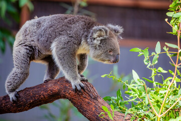 fur, phascolarctos, eucalyptus, branch, beautiful, fluffy ears, view, bear, animals, aussie, natural, koala, relaxation, tree, australia, koala bear, brown, look, phascolarctos cinereus, closeup, back