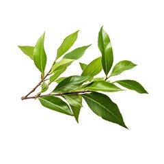 Nature's Tea Leaves on transparent background