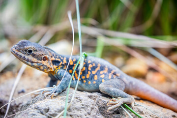  red-barred dragon (Ctenophorus vadnappa) is a species of agamid lizard occurring in rocky outcrops and ranges in semi-arid to arid South Australia.