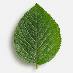Obraz premium Single Green Leaf Close Up Studio Shot White Background