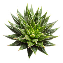 Fototapeta premium aloe vera plant