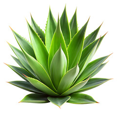 Fototapeta premium aloe vera plant isolated