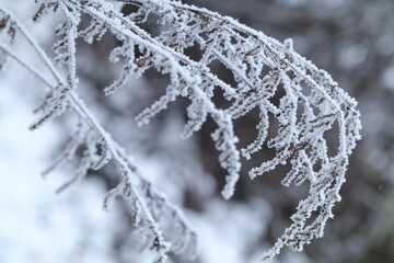 frost on branches