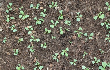 Radish cultivated in organic dirt. Seedlings  growing in healthy compost clay, sustainable way of...