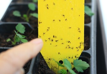 Darkwinged fungus gnats stuck on yellow sticks, lat. Sciaridae, Bradysia paupera. Protection of plants especially in home growing using yellow sticks. © svehlik