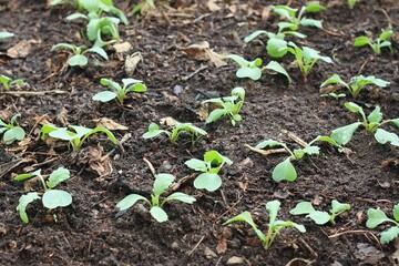 Radish cultivated in organic dirt. Seedlings  growing in healthy compost clay, sustainable way of life.