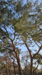 Korean palace beautiful and quiet scenery