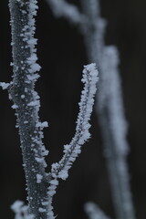 frost covered branches