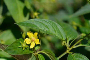 Fringed loosestrife flower