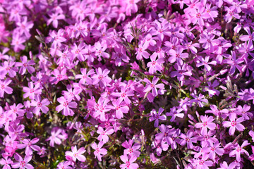 Creeping Phlox flowers