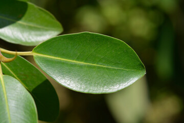 Port Jackson fig leaf