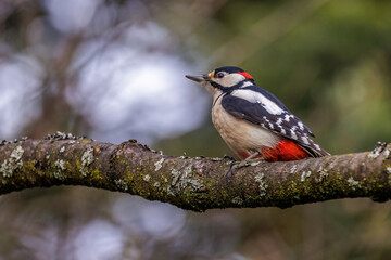Buntspecht (Dendrocopos major) Männchen