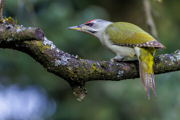 Grauspecht (Picus canus) Männchen