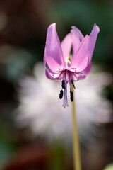 かたくりの花アップ
