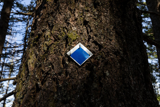 Close-up of a reflective blue trail marker nailed to tree bark in an Oregon forest. Shot in springtime, often used for hiking navigation and route marking in wilderness trails