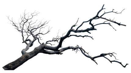 The Lone Wanderer: The haunting silhouette of a bare, weathered tree branch gracefully arcs against an infinite, pale backdrop. Its gnarled limbs reach and twist.