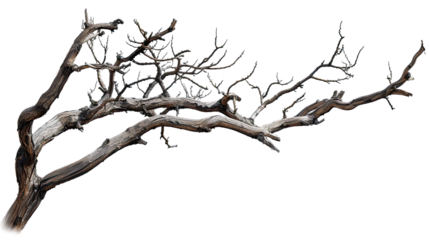 Monochrome Tree Branch: The stark elegance of a bare tree branch, its intricate network of twigs and limbs reaching out against the sky. It evokes themes of resilience.