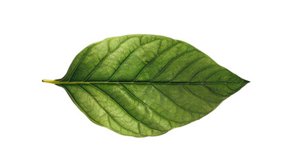 Obraz premium Vibrant Leaf: The close-up of a verdant leaf presents intricate details of the veins, illuminated. A striking display of nature's beauty and its intricate patterns