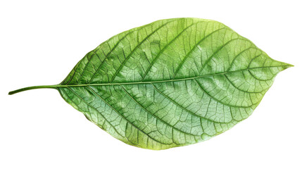 Leaf's Detailed Texture: An isolated, fresh, vibrant green leaf reveals intricate patterns and textures. The intricate details of its structure are visible with natural light.