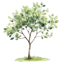 Obraz premium green tree isolated no background 