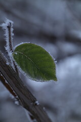 frozen leaves in winter