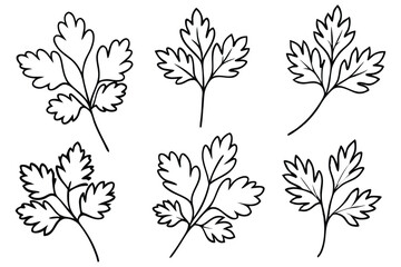 Obraz premium Cilantro leaf line art illustration for modern design (2)