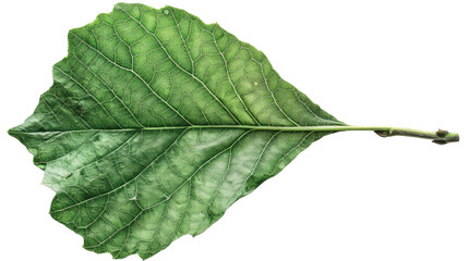 Obraz premium Leaf's Intricate Details: A captivating macro shot reveals the delicate textures and veins of a vibrant green leaf, celebrating nature's artistry.