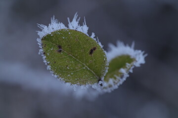 green leaf in the snow
