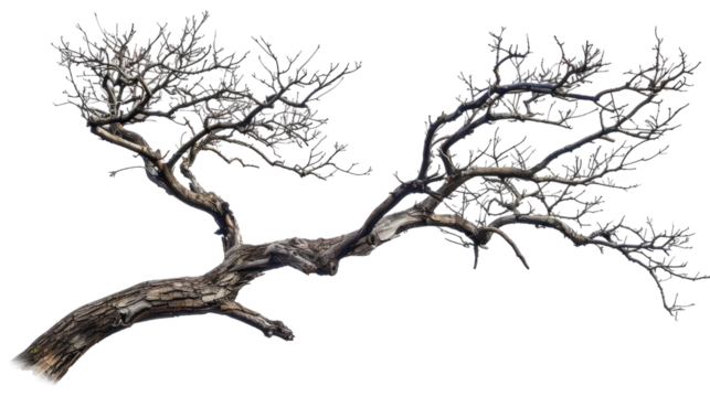 A Lonely Tree: A lone tree with bare branches gracefully sprawls, painted against a simple backdrop, offering a stark, yet beautiful, glimpse into the starkness of nature.