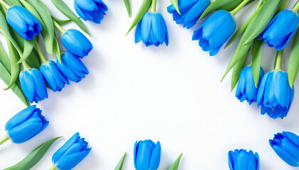 Fototapeta premium Blue tulips on black background HD image. Blue tulips HD picture
