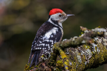 Mittelspecht (Leiopicus medius)