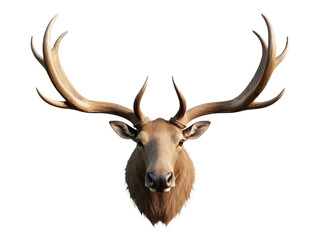 Fototapeta premium Close-up of an elk head mounted on a transparent bakground