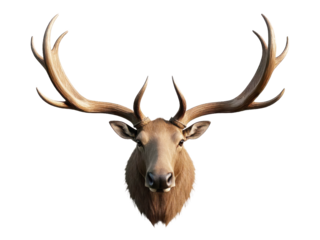 Close-up of an elk head mounted on a transparent bakground
