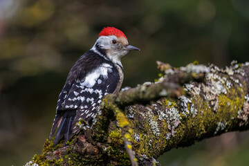Mittelspecht (Leiopicus medius)