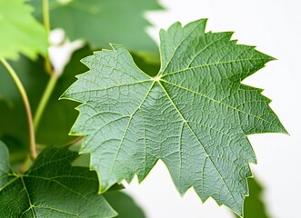 Fototapeta premium Close-up of a green grape leaf with visible veins, blurred background, macro photography, detailed texture, stock photo, natural lighting. 