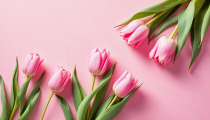 Obraz premium Pink tulips on blank background HD image. A tulips doesn't strive to impress anyone, it just blooms proverb image. Pink tulips HD picture