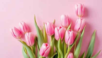 Fototapeta premium Pink tulips on blank background HD image. A tulips doesn't strive to impress anyone, it just blooms proverb image. Pink tulips HD picture