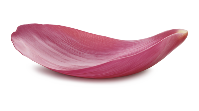 A pink flower petal is displayed