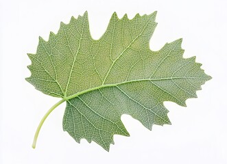 Close-up of a green grape leaf with visible veins, macro photography, detailed texture and structure, stock photo, high resolution, high quality, high detail, cinematic, sharp focus, sharp details. 