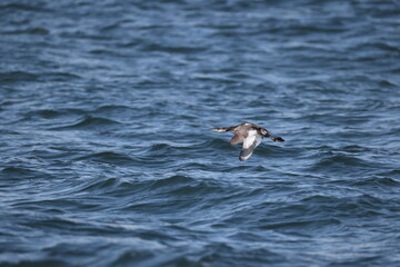 The red-necked grebe (Podiceps grisegena holbollii) is a migratory aquatic bird found in the temperate regions of the northern hemisphere. This photo was taken in Hokkaido, Japan.
