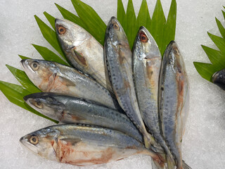 Fresh Fish Arranged Artistically on Ice With Green Leaves in a Market Setting