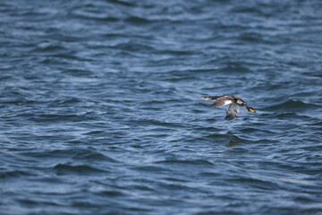 The red-necked grebe (Podiceps grisegena holbollii) is a migratory aquatic bird found in the temperate regions of the northern hemisphere. This photo was taken in Hokkaido, Japan.