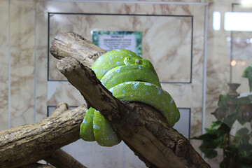 Green tree python resting on a branch in a natural habitat setup during daylight hours