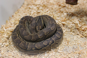 Large python curled up on wood shavings in a habitat during daytime, showcasing its unique patterns...
