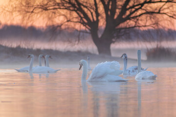 swans on the lake