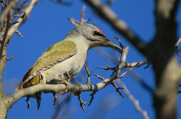gray headed woodpecker on the tree