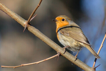 robin on a branch