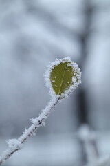 willow branches covered with hoarfrost